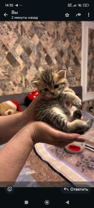 ağ pişik balası: Britan, Erkək, Dişi, Yaxşı əllərə, Ünvandan götürmə, Ödənişli çatdırılma