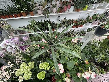 ананас тайский: Ананас в горшке (Ananas comosus) - Декоративно-плодовое комнатное — 2