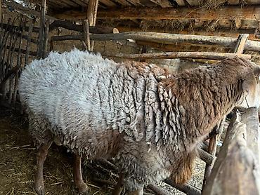 Баран, овца: Продаю | Овца (самка) | Для разведения | Племенные — 8