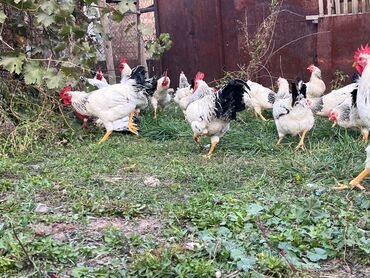 дом попугая: Сатам | Короздор | Союуга, Көбөйтүү үчүн