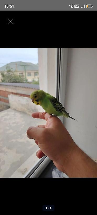 Tutuquşları: Papuqay oz qusumun balalaridi satiram 1 ededi 15 azb — 2