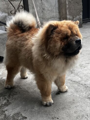 İtlər: Çau-Çau, 7 ay, Erkek, Sənədli, Pulsuz çatdırılma, Ünvandan götürmə — 9