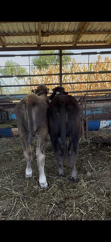 щенки китайской хохлатой собаки: Продаю | Бык (самец) | Ангус, Алатауская, Швицкая | На откорм | Привязанные — 4