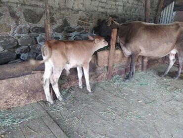 sort inəklər: Dişi, il: 3, Damazlıq, Südlük, Ünvandan götürmə