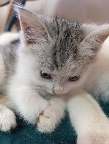 Отдам даром кошку: ❤️Отдам в добрые руки милых и ласковых котят. Окрас черно-белый и — 7