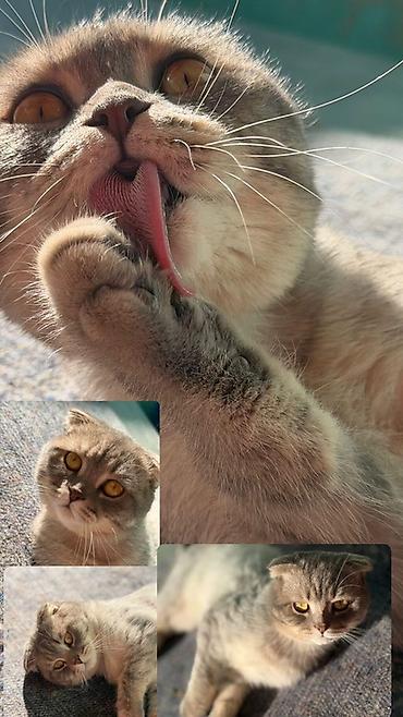 Кошки: Шотландская вислоухая, Самец, В добрые руки — 7