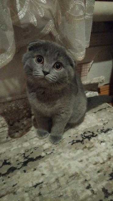 Кошки: Шотландская, Самка, Бесплатная доставка, Самовывоз — 2