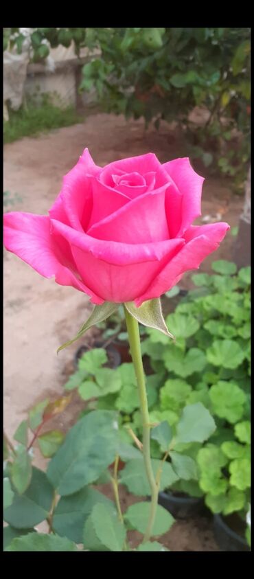 Tinglər: Məhsul: Gül kolları (gül tingləri) - Növlər və rənglər: - — 5