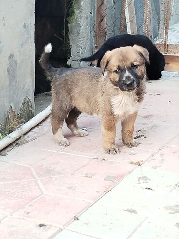отдам в хорошие руки щенка: Alman çoban iti, 1 ay, Erkek