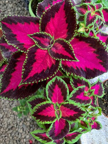 Другие виды семян и саженцев: Колеусы есть в стаканчиках и большие — 6