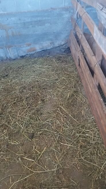 срочно продаю в связи с переездом: Сейсма пояс куйганга балдар керек 1 этаж 15/12 м