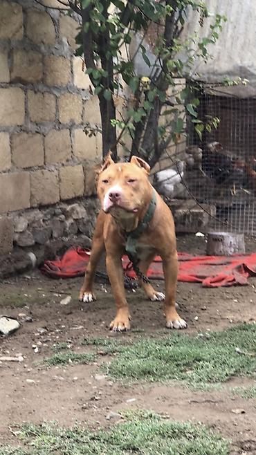boyuk itlər: Pitbul, 1 il, Erkək, Peyvəndli, Ödənişli çatdırılma, Ünvandan götürmə — 1