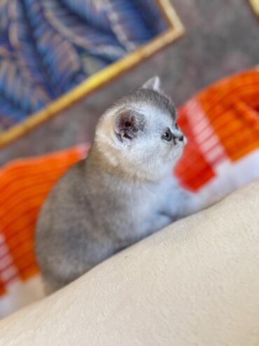 Pişiklər: Şotland yastı qulaq, Erkək, Dişi, Yaxşı əllərə, Ünvandan götürmə, Pulsuz çatdırılma, Ödənişli çatdırılma — 225