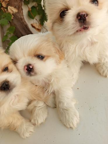 xasqi balası: 45 günlük Pekines balaları gısa burun təmiz cins iki erkek bir — 3