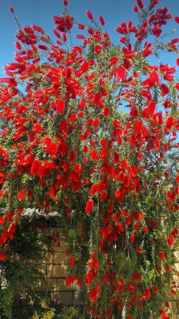 lipa ağacı: Kalistamon hemise yasil gul agaci her nov gul ve dekorativ ağaçların