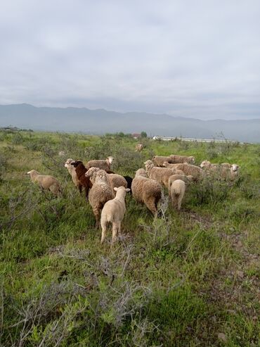 Бараны, овцы: Продаю | Овца (самка), Ягненок | Меринос | Для разведения, Для шерсти | Ягнившаяся