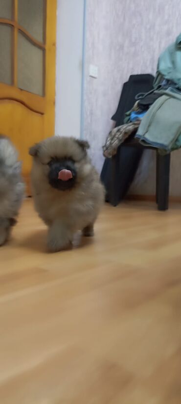 pomeranian it: Шпиц, 1 месяц, Самец