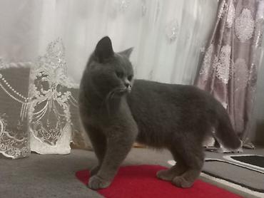 Şotland yastı qulaq, Dişi lalafo.az -da Şotland yastı qulaq, Dişi