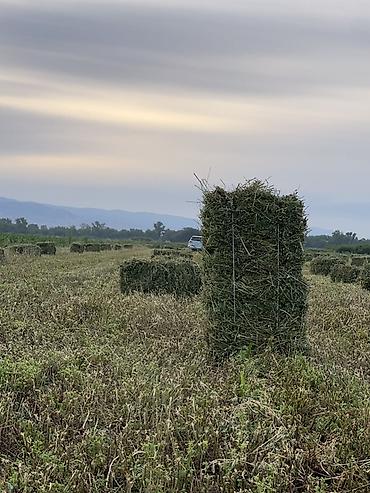 аллер корм: Сено в тюках (прямоугольные). - Заготовка с полей, прессованное в — 1
