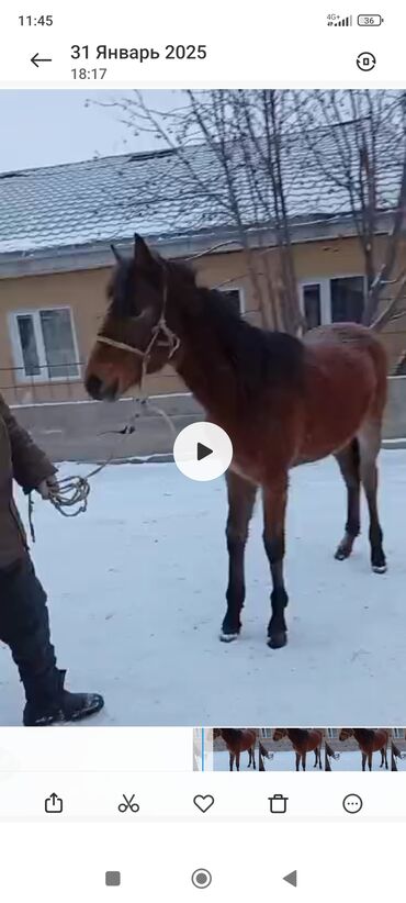 саан уй бишкек: Сатам | Бээ (ургаачы), Байтал, Тай | Аргын | Көбөйтүү үчүн