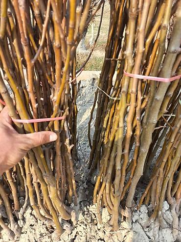 Роза: Продаю Розы ОПТОМ!!! На продажу есть розы в большом количестве разных — 12