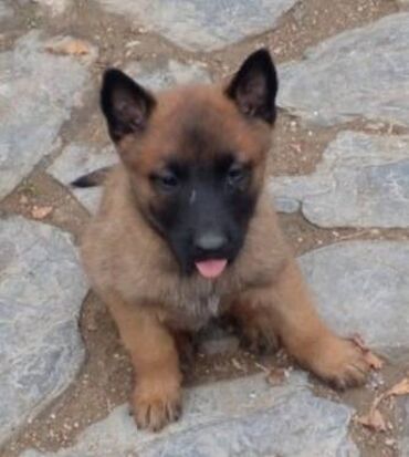 İtlər: 2 ay, Erkek