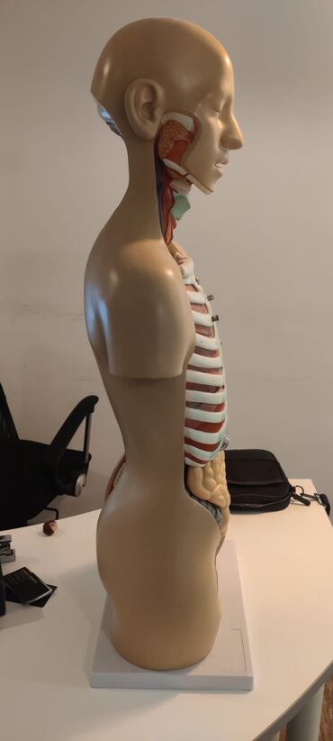 Ostali medicinski proizvodi: Torzo coveka sa otvorenim vratom i ledjima od 18 delova, kao novo — 3