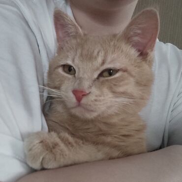 бобтейл кошка: Рыжий котик 8 месяцев, ещё вырастет. Территориально находимся