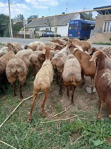 Продам с/х животных: Продаю | Овца (самка) — 2