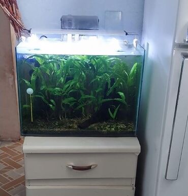 Akvariumlar: Yumru akvarium, 50 l