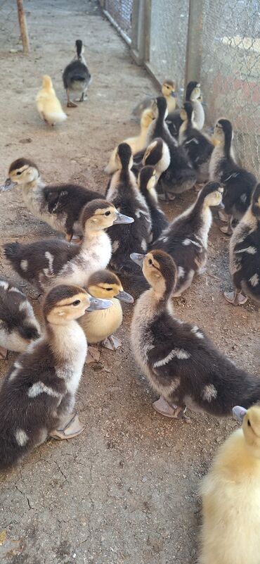 cins inekler azerbaycanda: Lal ördek balaları .qiymet 7 manat