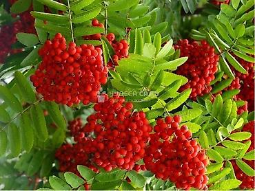 Chestnut saplings: Саженцы — 8