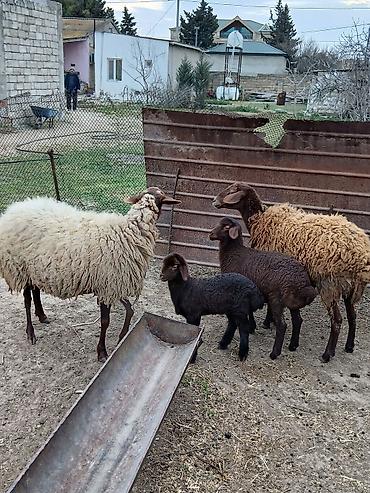 K/t heyvanları və malları: Salam 2 dene Ana baladi. Qirmizi qoyun 1 ci qarnidi disi balaynan .Ag — 8