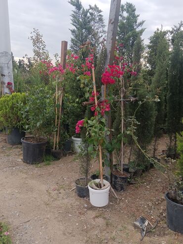 Landşaft işləri: Dekarativ bitgilerin satişi
xan cinar
ekvalit
zeytun — 9