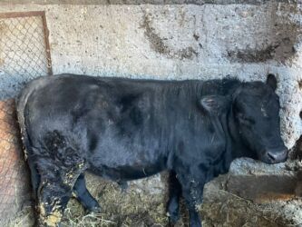 купить собаку немецкую овчарку: Сатам | Бука (эркек) | Ангус