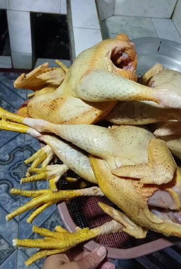 Quş: Məhsul: Təmizlənmiş kənd toyuqları (tam karkas) Təsvir: - Şəkillərdə — 10