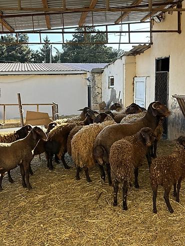 Qoyunlar, qoçlar: Razilaşma yoluilə — 10