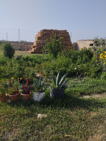 İnformatika: Kənd təsərrüfatı