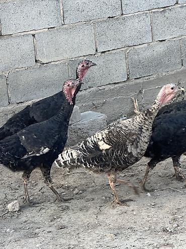 Птицы: Самки и самцы — 6