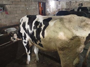 Inəklər, öküzlər: Salam gördüyünüz ineyler satılır boğaz balı super heyvanlardi — 1