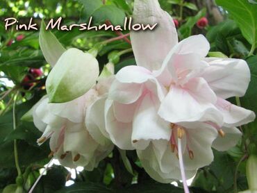 Другие комнатные растения: Продаю Детки!!! (укорененные черенки)сортовых,комнатных фуксий!Цена — 7