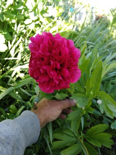тюльпаны и розы: Цветыдля дачи,сада:пионы махровые розовые,георгины,канны два вида