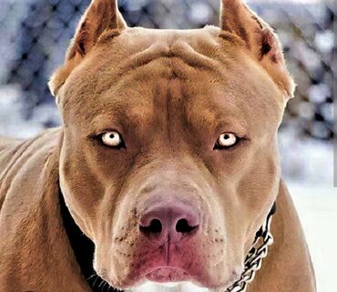 золотистый ретривер цена в баку: Питбуль