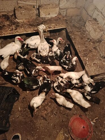 2 ayliq cuceler: Xoruz, il: 1, Ünvandan götürmə