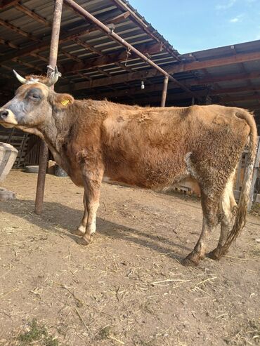продажа коров: Сатам | Уй (ургаачы) | Сүт алуу үчүн | Бооз