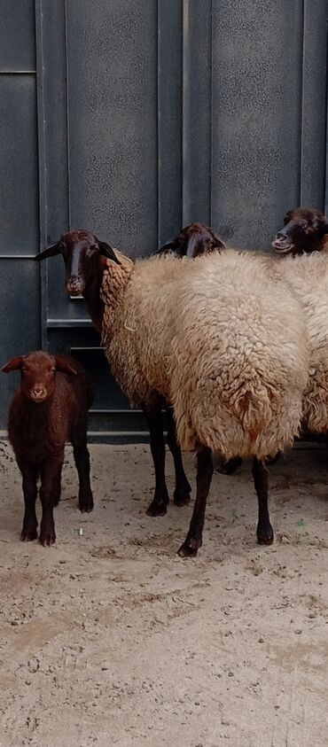Qoyunlar, qoçlar: Salam ünvan Bakıin maştağa kendi obşi 8 baş heyvanlar 1 baş ana-bala — 9