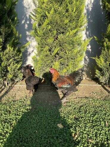 Xoruzlar: Brama xoruzları. Biri 2 illik xoruz - 100₼ İkisi 7 aylıq xoruz — 10