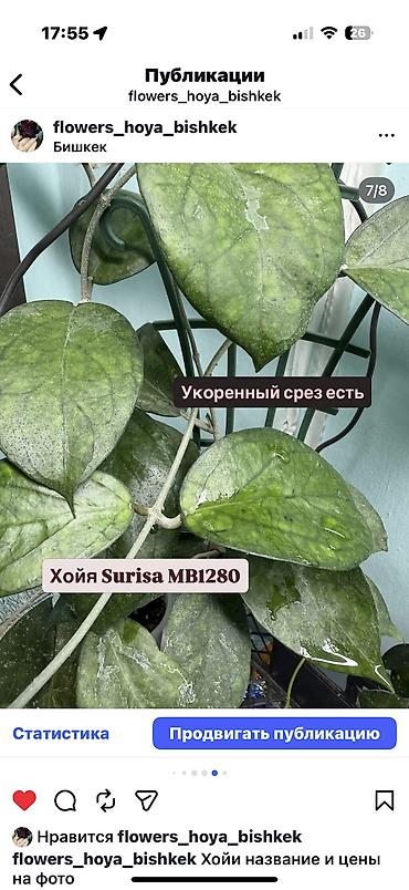 Хойи: Хойя Сильвер доллар от 200 сом Хойя Сильвер доллар клон 2 -взрослое — 40
