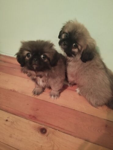 ucuz pekines satilir: Пекинес, 2 месяца, Самец, Самовывоз