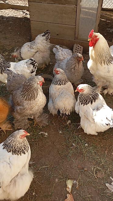куры минорка: Продаю | Куры | Брама | Для разведения — 3